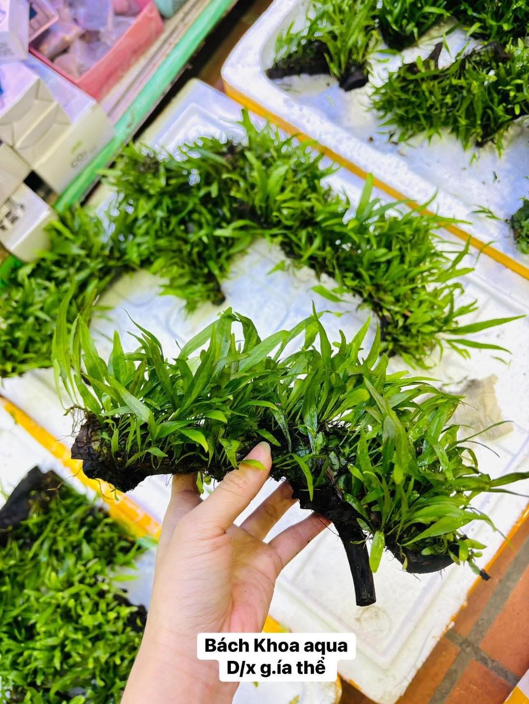 Dương xỉ mỹ nhân mix lũa lá nước - hàng siêu khỏe